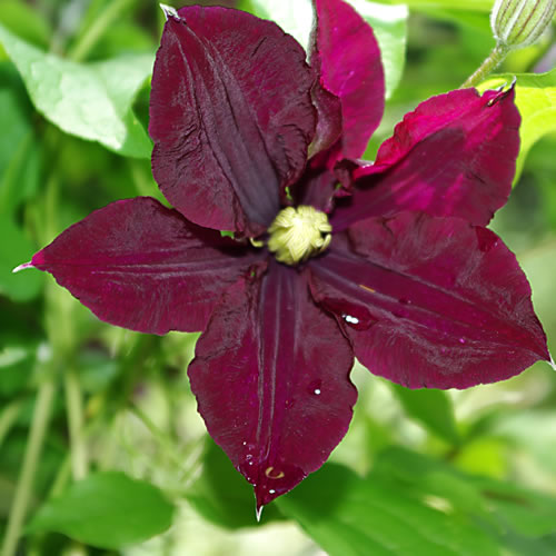 Clematis hybrida Warsaw Nike